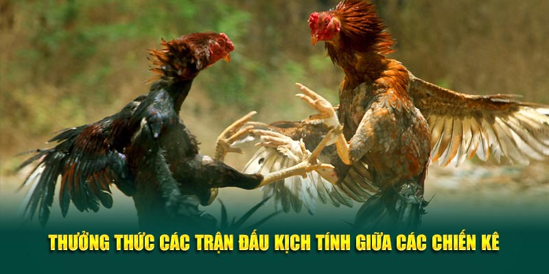 Thưởng thức các trận đấu kịch tính giữa các chiến kê