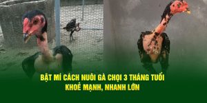 Gà chọi 3 tháng tuổi