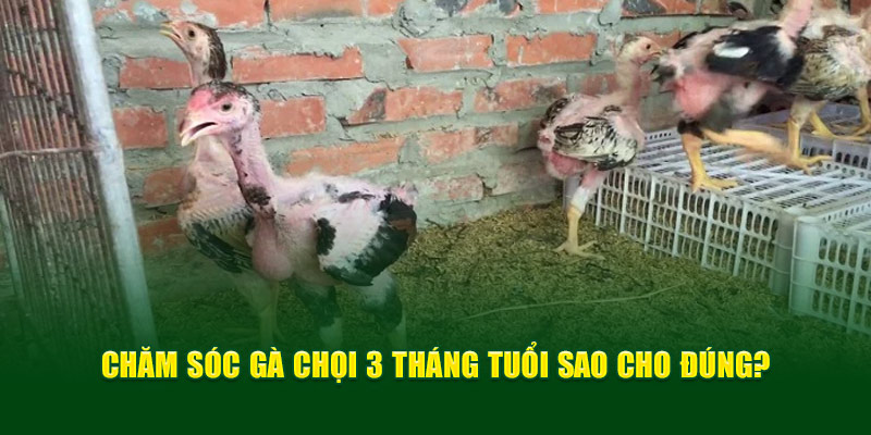 Chăm sóc gà chọi 3 tháng tuổi  sao cho đúng?