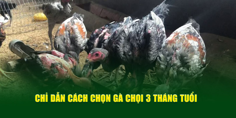 Chỉ dẫn cách chọn gà chọi 3 tháng tuổi 