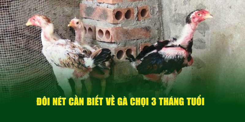 Đôi nét cần biết về gà chọi 3 tháng tuổi