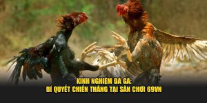 Kinh nghiệm đá gà 69VN