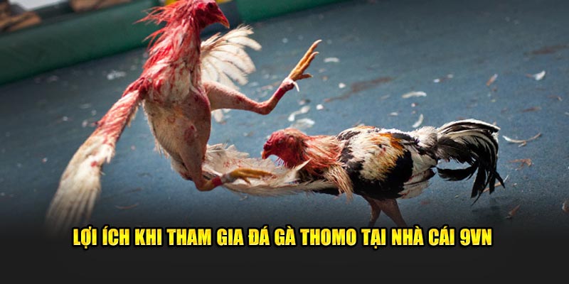 Lợi ích khi tham gia đá gà Thomo tại nhà cái 69VN